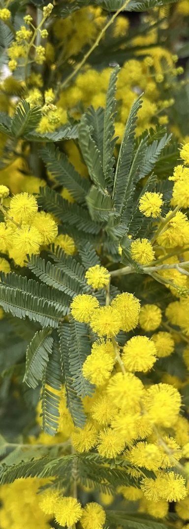 mimosa tree